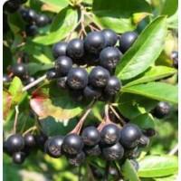 Продам заморожені вишню, шипшину, горобину чорну