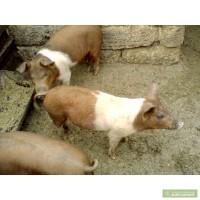 Продаю свиней