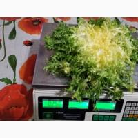 Продам салат фризе