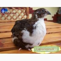 Перепела суточные