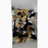Продам інкубаційні яйця домашніх курей