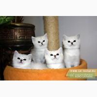 КАРАТ - Продажа британских короткошерстных котят и шотландских