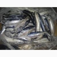 Скумбрия мороженая 400-600 грамм. 10-11 месяц
