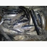 Скумбрия мороженая 400-600 грамм. 10-11 месяц