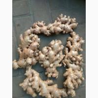 Fresh Ginger / Cheap quality Fresh ginger suppliers