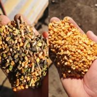 Продам услуги сортировки, калибровки, шелушения и.т.п