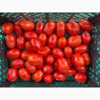 Продам помидор 3402