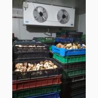 Продам гриб білий морожений 2020. 1, 2, 3 сорти без радіації