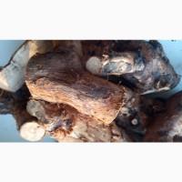 Продам корень шиповника корінь шипшини