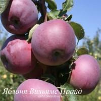Продаем саженцы яблони, груши, айвы