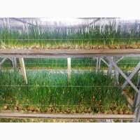 Продам зелену цибулю (перо)