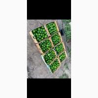 Продам сладкий перец Геркулес