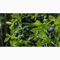 Ягоди чорниці, сушені