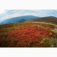 Ягоди чорниці, сушені