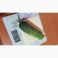 Огірки домашні, екотеплиця