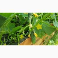 Огірки домашні, екотеплиця