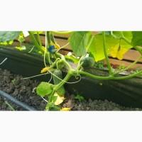 Огірки домашні, екотеплиця