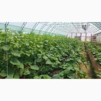 Огірки домашні, екотеплиця