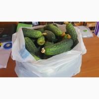 Огірки домашні, екотеплиця