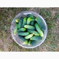 Огірки домашні, екотеплиця