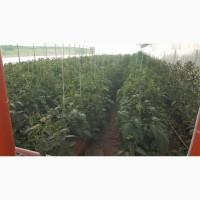 Огірки домашні, екотеплиця