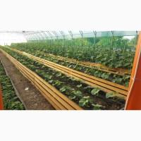 Огірки домашні, екотеплиця