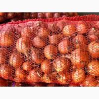 Продам цибулю