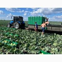 Капуста на продаж