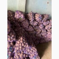 Продам товарну і насіннєву картоплю ДОМАШНЯ