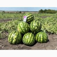 Продаємо кавуни з поля ОПТОМ