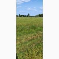 Тюки сіна лугового