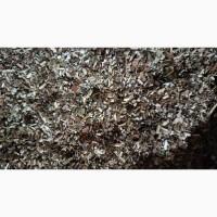 Махорка домашня