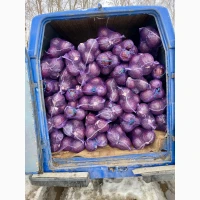 Продам червоноголову капусту