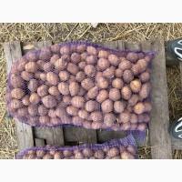 Продам посадкову картоплю