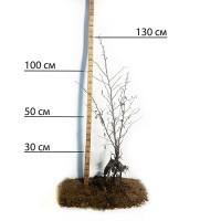 Саджанці фундука Бадіус (сіянець) - 3-річний