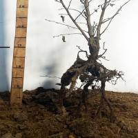 Саджанці фундука Бадіус (сіянець) - 3-річний