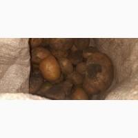 Продам дрібну картоплю