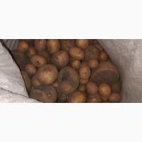 Продам дрібну картоплю