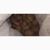 Продам дрібну картоплю