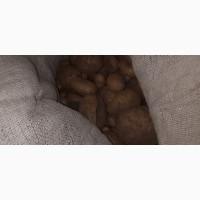 Продам дрібну картоплю