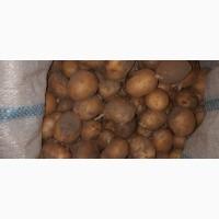 Продам дрібну картоплю