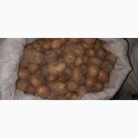 Продам дрібну картоплю