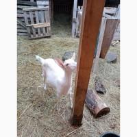 Продам козу і козликів