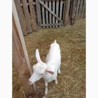 Продам козу і козликів