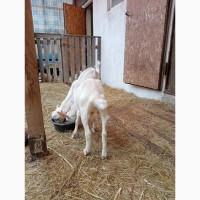 Продам козу і козликів