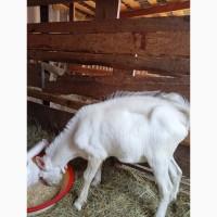 Продам козу і козликів