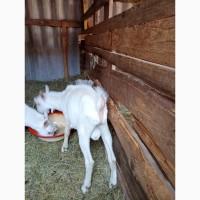 Продам козу і козликів
