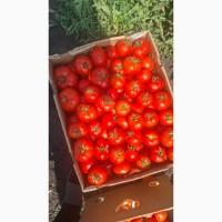 Продам помидор оптом
