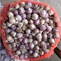 Продам однозубку сорт Любаша