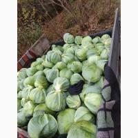 Продам капусту Професор